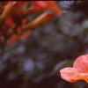 Campsis radicans, flowers