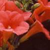 Campsis radicans, flowers