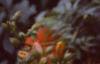 Campsis radicans, flowers