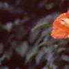 Campsis radicans, flowers