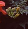Campsis radicans, flowers