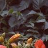 Campsis radicans, flowers