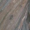 Campsis radicans, bark