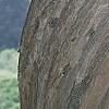 Campsis radicans, bark