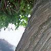 Campsis radicans, bark