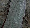 Campsis radicans, bark