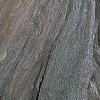 Campsis radicans, bark