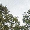 Catalpa speciosa, fall color