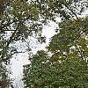 Catalpa speciosa, fall color