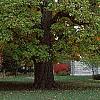 Catalpa speciosa, fall color