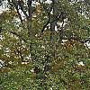Catalpa speciosa, fall color