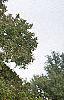 Catalpa speciosa, fall color