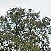 Catalpa speciosa, fall color
