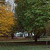Catalpa speciosa, fall color