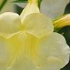 Incarvillea sinensis 'Cheron White', flowers