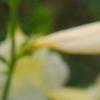 Incarvillea sinensis 'Cheron White', flowers