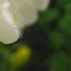 Incarvillea sinensis 'Cheron White', flowers