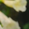 Incarvillea sinensis 'Cheron White', flowers