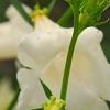 Incarvillea sinensis 'Cheron White', flowers