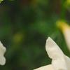 Incarvillea sinensis 'Cheron White', flowers
