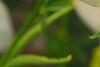 Incarvillea sinensis 'Cheron White', flowers
