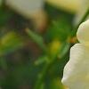Incarvillea sinensis 'Cheron White', flowers