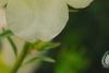 Incarvillea sinensis 'Cheron White', flowers