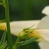 Incarvillea sinensis 'Cheron White', flowers