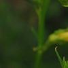Incarvillea sinensis 'Cheron White', flowers
