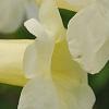 Incarvillea sinensis 'Cheron White', flowers
