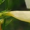 Incarvillea sinensis 'Cheron White', flowers