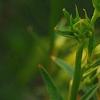 Incarvillea sinensis 'Cheron White', flowers