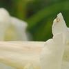 Incarvillea sinensis 'Cheron White', flowers