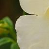 Incarvillea sinensis 'Cheron White', flowers