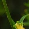 Incarvillea sinensis 'Cheron White', flowers
