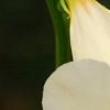 Incarvillea sinensis 'Cheron White', flowers