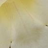 Incarvillea sinensis 'Cheron White', flowers
