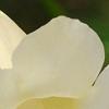 Incarvillea sinensis 'Cheron White', flowers
