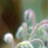 Borago officinalis, flowers