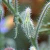 Borago officinalis, flowers