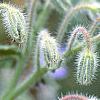 Borago officinalis, flowers