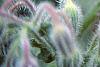 Borago officinalis, flowers