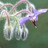 Borago officinalis, flowers