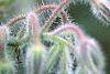 Borago officinalis, flowers