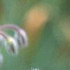 Borago officinalis, flowers