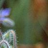 Borago officinalis, flowers