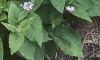 Brunnera macrophylla, habit