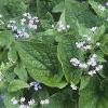 Brunnera macrophylla, habit