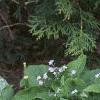 Brunnera macrophylla, habit