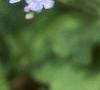 Brunnera macrophylla, flowers